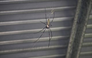 A large, black and yellow spider under a steel roof